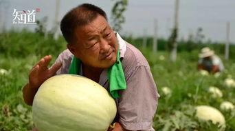 威县吃瓜事件真相,真相与反思