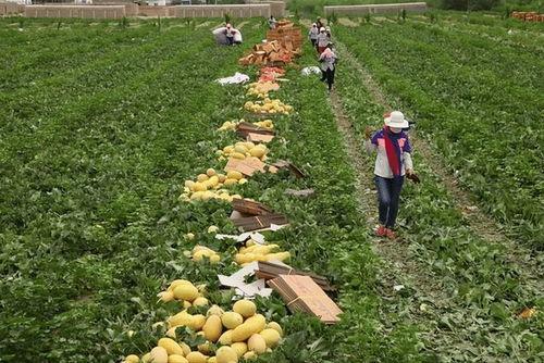 女人梦见去地里偷摘瓜吃,女性梦中偷摘瓜果的神秘寓意