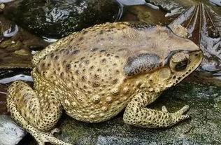 蛤蟆瓜不太甜怎么吃,解锁美味新体验