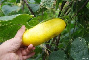 吃瓜不忘记单词,趣味英语学习之旅